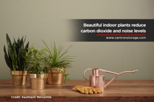 Beautiful-indoor-plants-reduce-carbon-dioxide-and-noise-levels